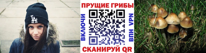 Купить закладки  Арск  Псилоцибиновые грибы ЛСД 